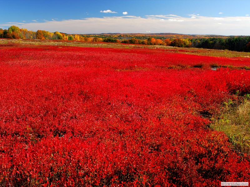 Blueberry Field, Maine