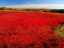 Blueberry Field, Maine