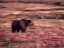 Grizzly Bear, Denali, Alaska
