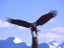 Bald Eagle, Haines, Alaska